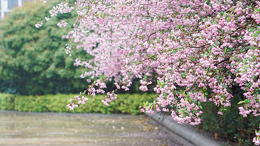 花瓣特写春雨后的海棠花背景