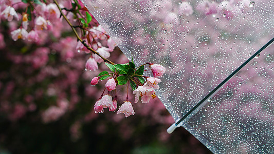 淡粉色春雨后的海棠花背景