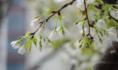 花卉植物春雨后的樱花背景