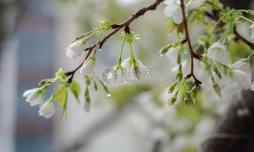 春雨后的樱花图片