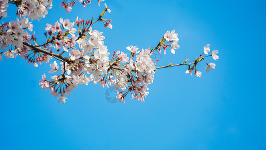 松木林蓝天下的樱花背景