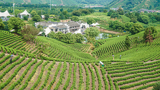 矢量山安吉白茶山风景背景