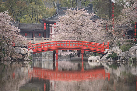 樱花旅游武汉春天旅游东湖樱花园盛开的樱花树背景
