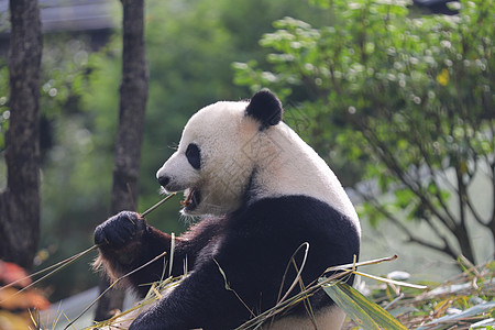 大熊猫吃竹子背景