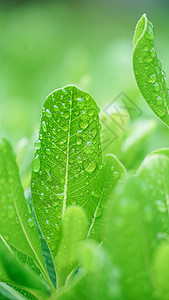 春雨下的植物图片