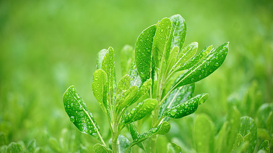 绿树林春雨下的植物背景