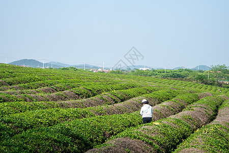 春天茶园采茶背景图片