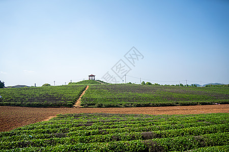 春天茶园采茶背景图片