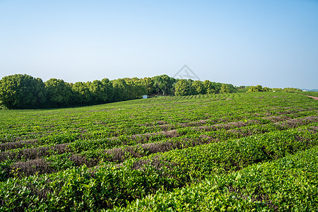 春天茶园采茶图片