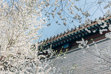 春季唯美北京雍和宫前白色梨花背景