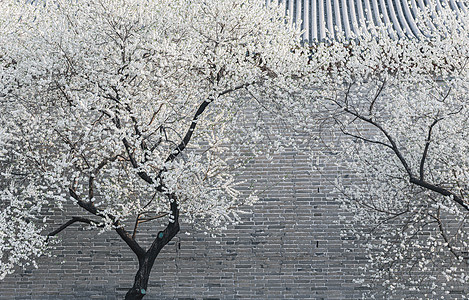 白色樱花春季唯美北京雍和宫前白色梨花背景