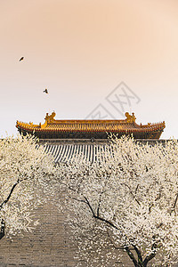 春季唯美北京雍和宫前白色梨花图片