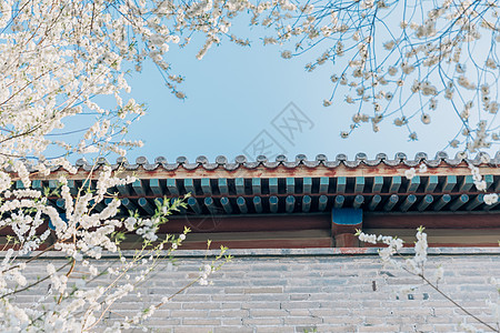 白色樱花春季唯美北京雍和宫前白色梨花背景