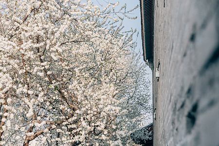 春季唯美北京雍和宫前白色梨花背景