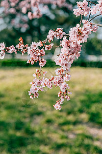 北京春天奥林匹克森林公园的白梨花背景