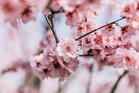 北京春天奥林匹克森林公园的白梨花高清图片