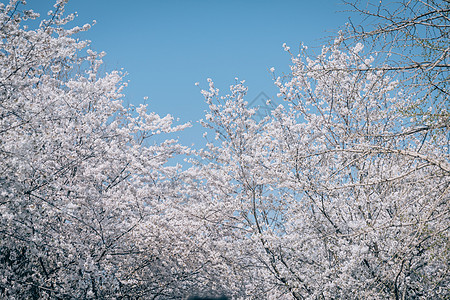 北京春天奥林匹克森林公园的白梨花图片