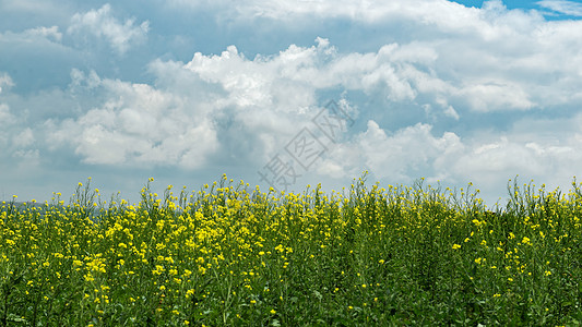 内蒙古夏季油菜花种植图片
