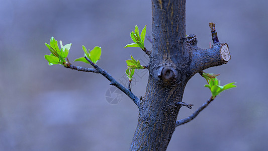 初春树木嫩芽植物图片素材