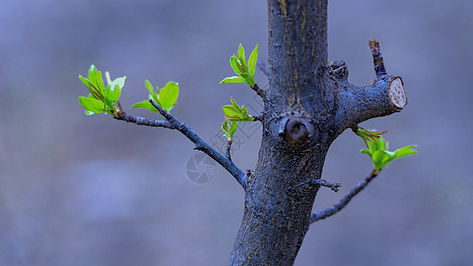 初春树木嫩芽植物图片