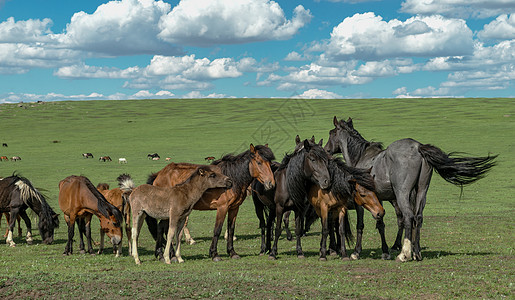 内蒙古红石崖高山草原马匹图片