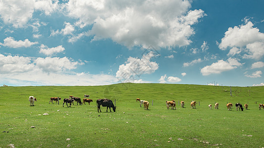内蒙古辉腾锡勒草原夏季景观图片