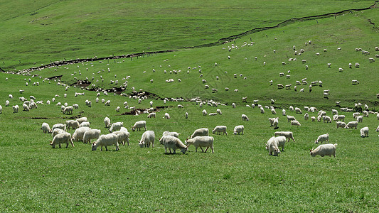 高山草原羊群植被图片
