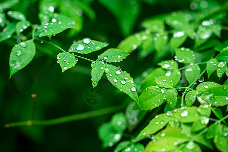 春天雨水活力露珠高清图片