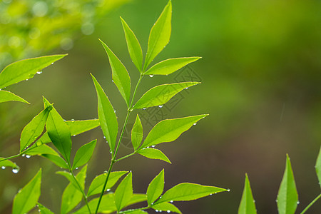 绿色露珠春天雨水背景