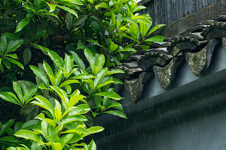 春天雨水雨季清明高清图片