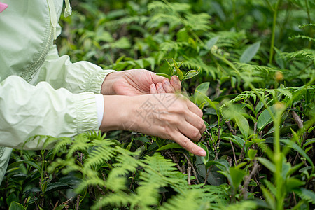 春天茶园采茶背景图片