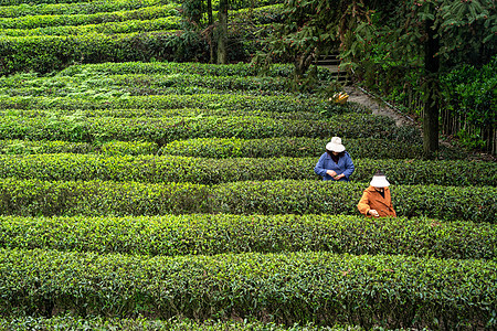 春天茶园采茶图片