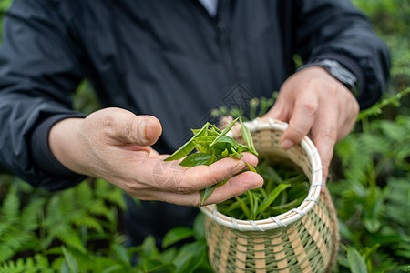 春天茶园采茶图片