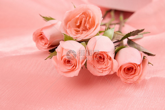 520粉色系玫瑰花特写图片