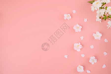 可爱粉色小樱花背景图背景图片