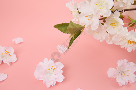 樱花花枝和樱花特写图片