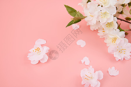 粉色情人节樱花花枝和樱花特写背景