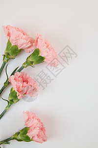母亲节粉色康乃馨背景图高清图片