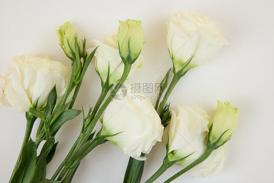 520白色玫瑰花花束图片