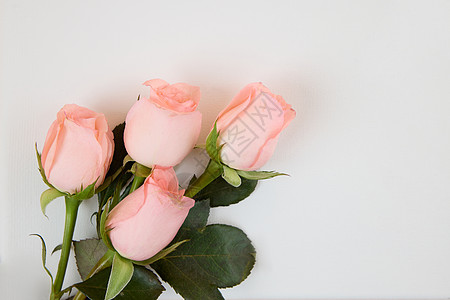 520粉色玫瑰花灰色背景图图片