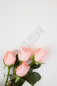 520粉色玫瑰花灰色背景图背景图片
