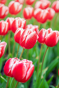 北京奥森郁金香花海图片