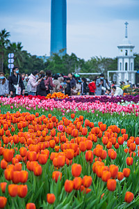 北京奥森郁金香花海图片