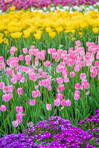 北京奥森郁金香花海图片