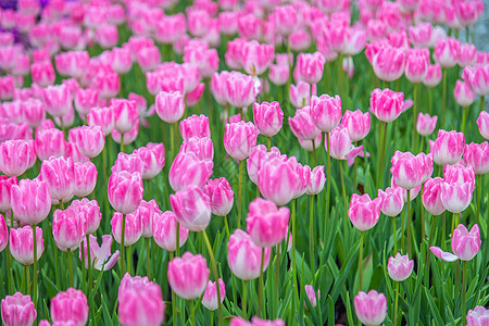 郁金香花朵北京奥森郁金香花海背景