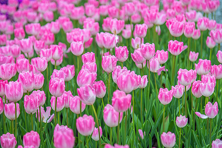 北京奥森郁金香花海图片