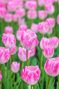 北京奥森郁金香花海图片