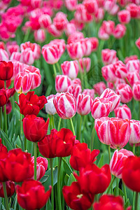 北京奥森郁金香花海图片