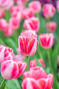 北京奥森郁金香花海图片