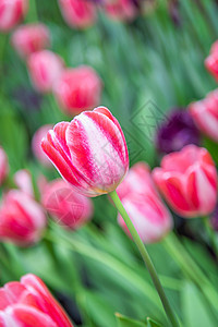 北京奥森郁金香花海图片